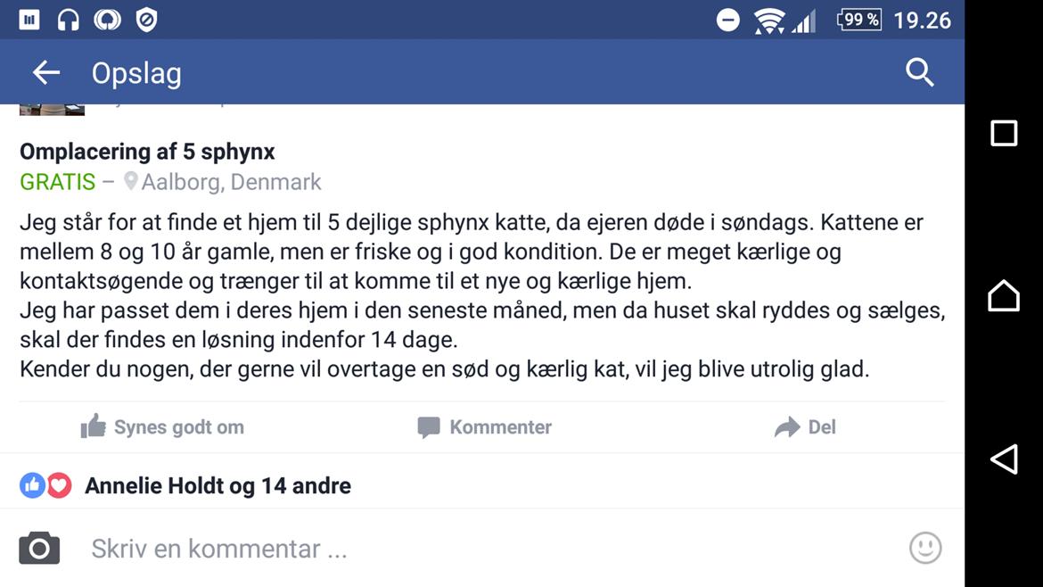 Sphynx Himmelkat Farao Ramses Raspberry Rynkeby - Annoncen jeg læste da jeg reagerede  billede 6