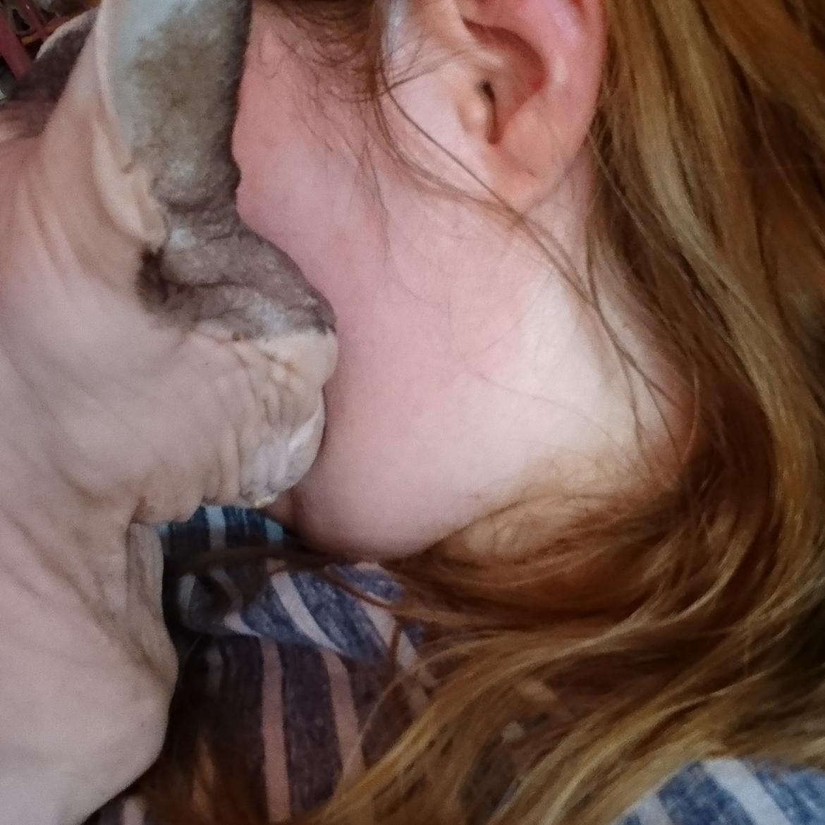 Sphynx Himmelkat Farao Ramses Raspberry Rynkeby - Pure love mellem os billede 7