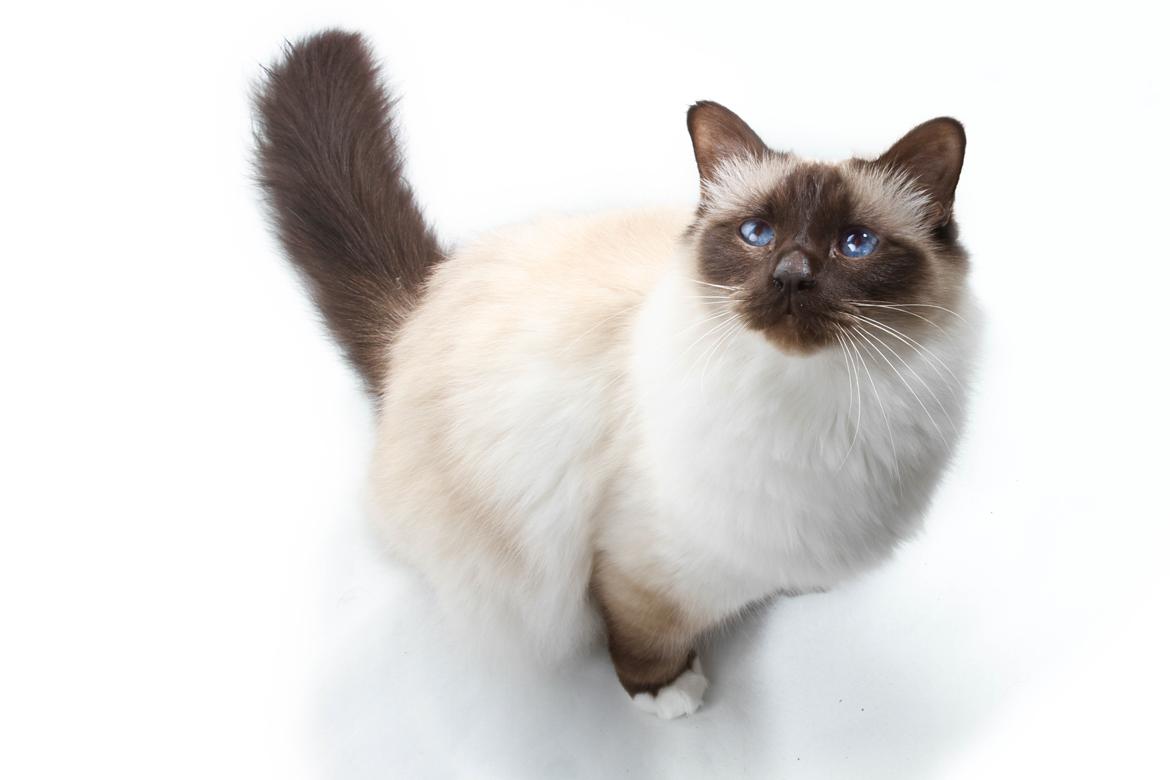 Hellig Birma Charlie billede 3