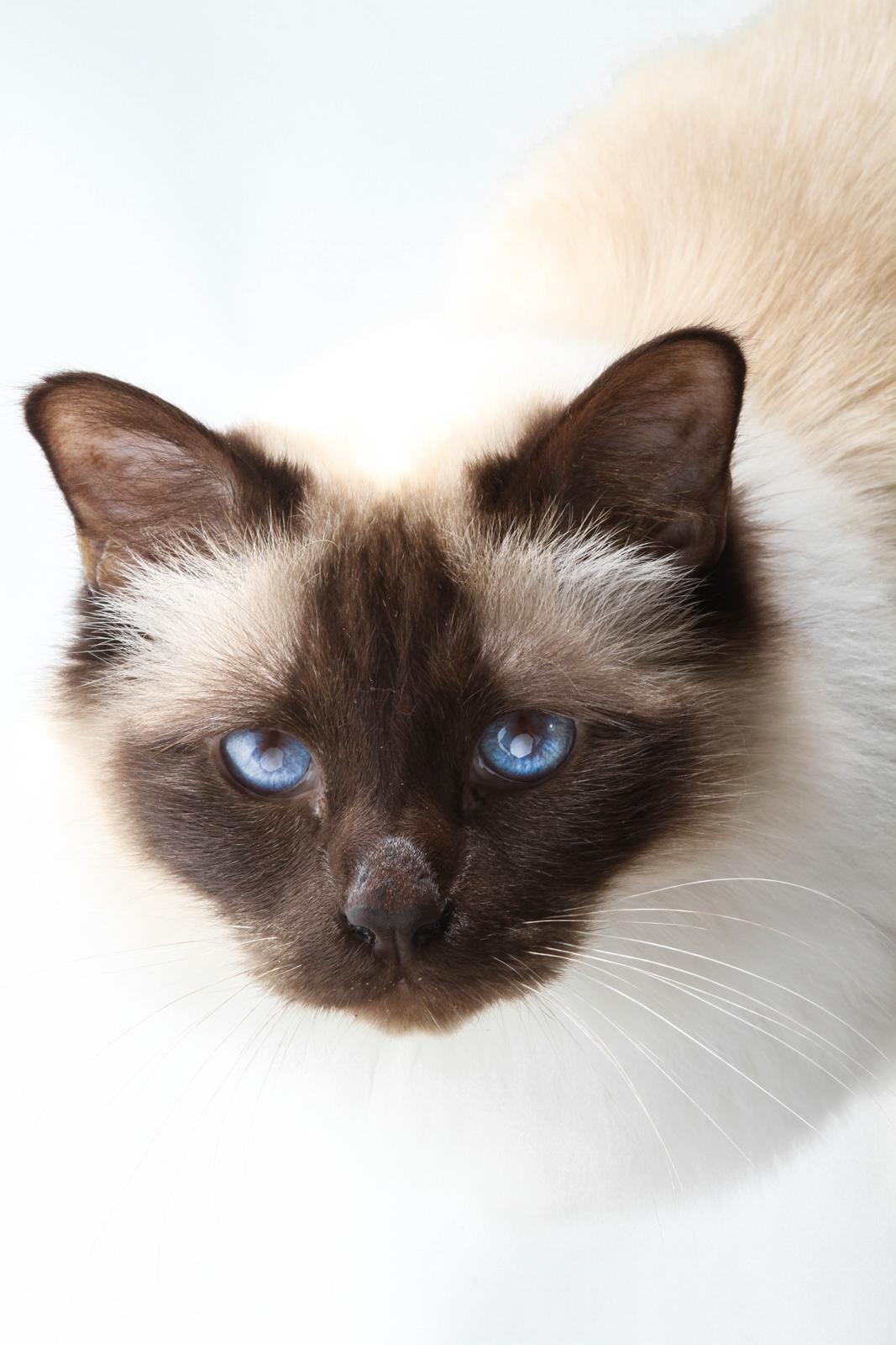 Hellig Birma Charlie billede 4