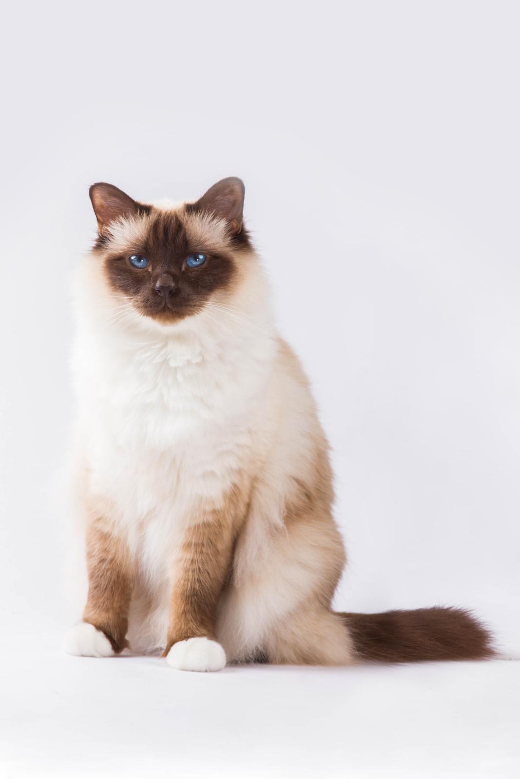 Hellig Birma Charlie billede 1