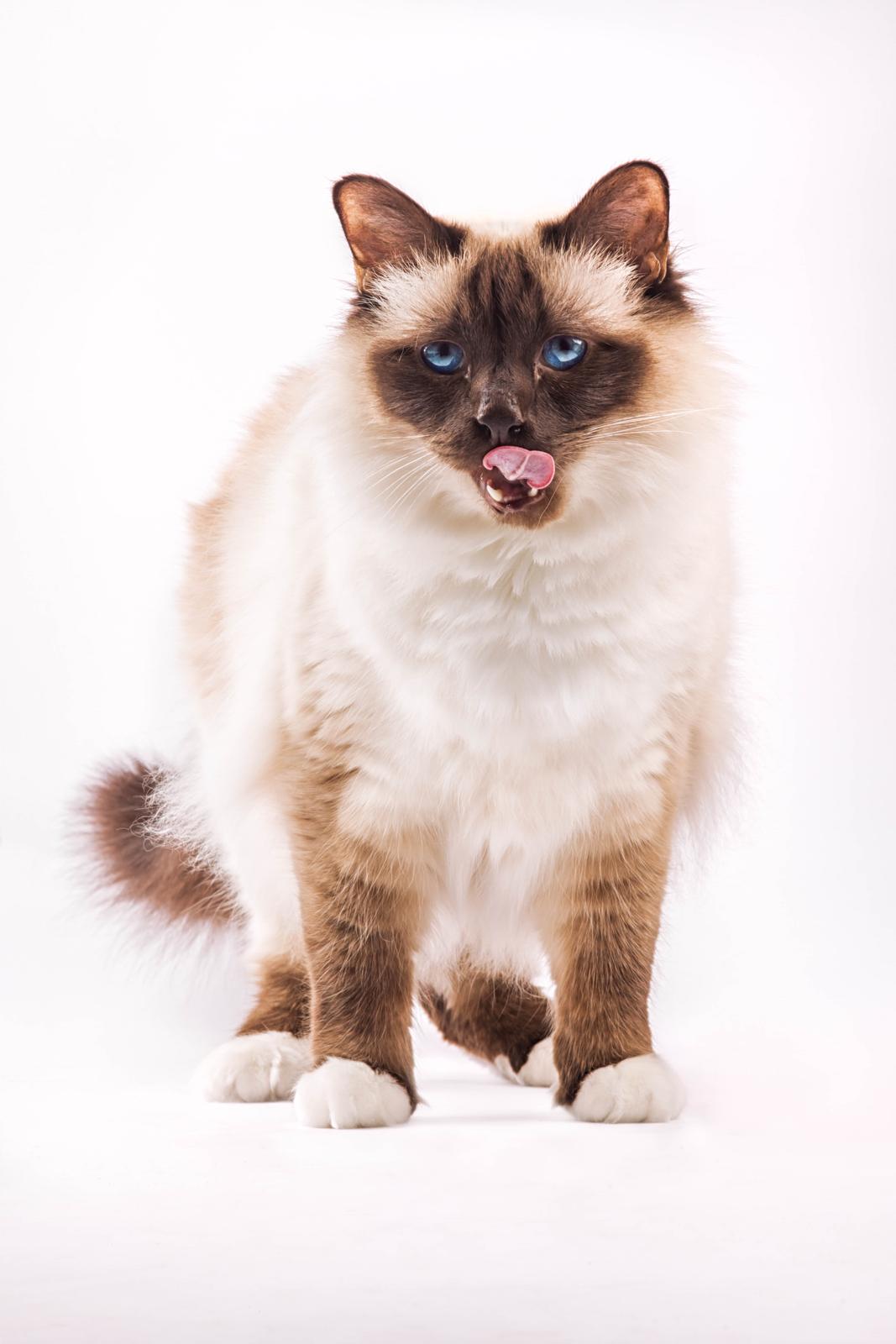 Hellig Birma Charlie billede 2