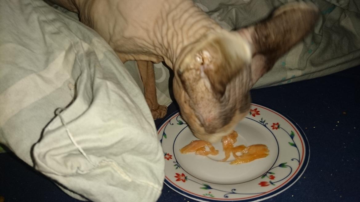 Sphynx Himmelkat Farao Ramses Raspberry Rynkeby billede 9