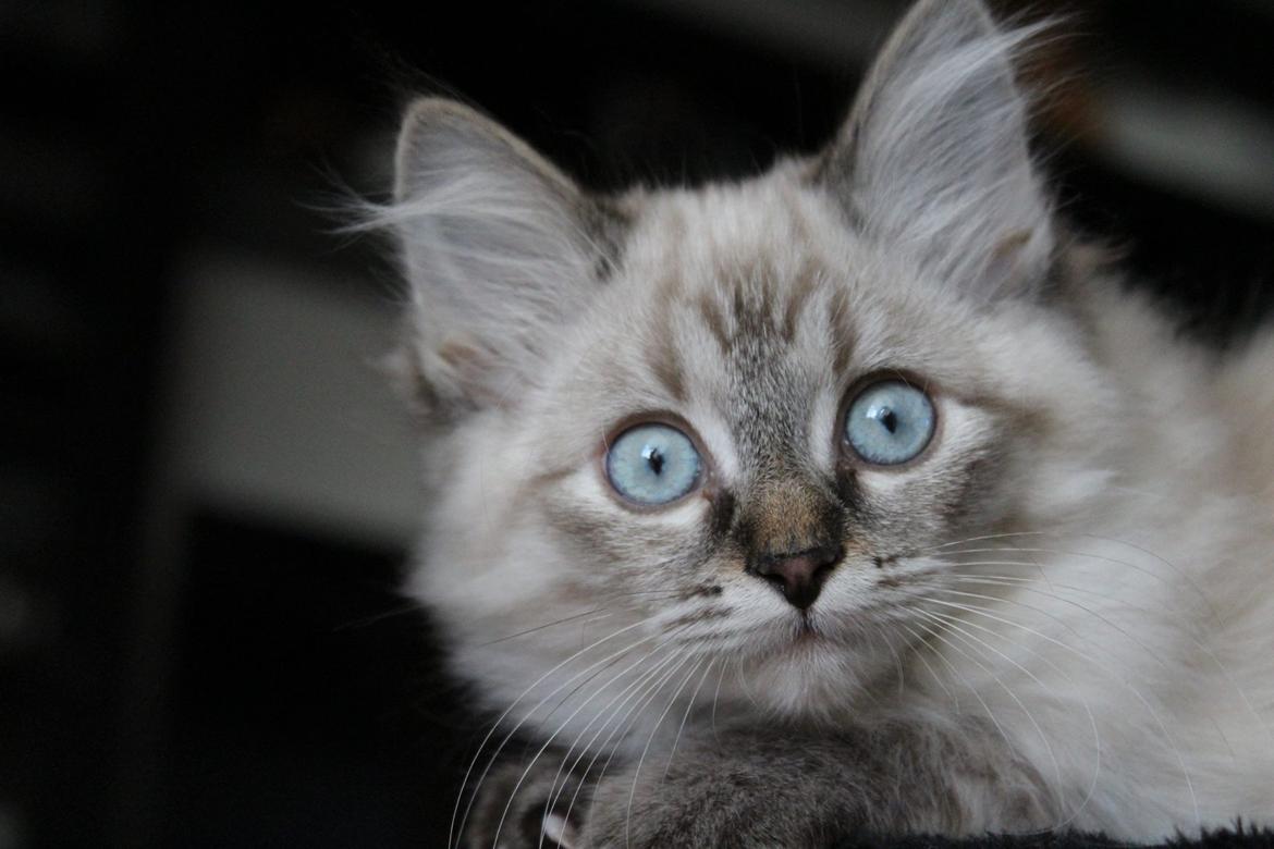 Ragdoll Toulouse billede 6