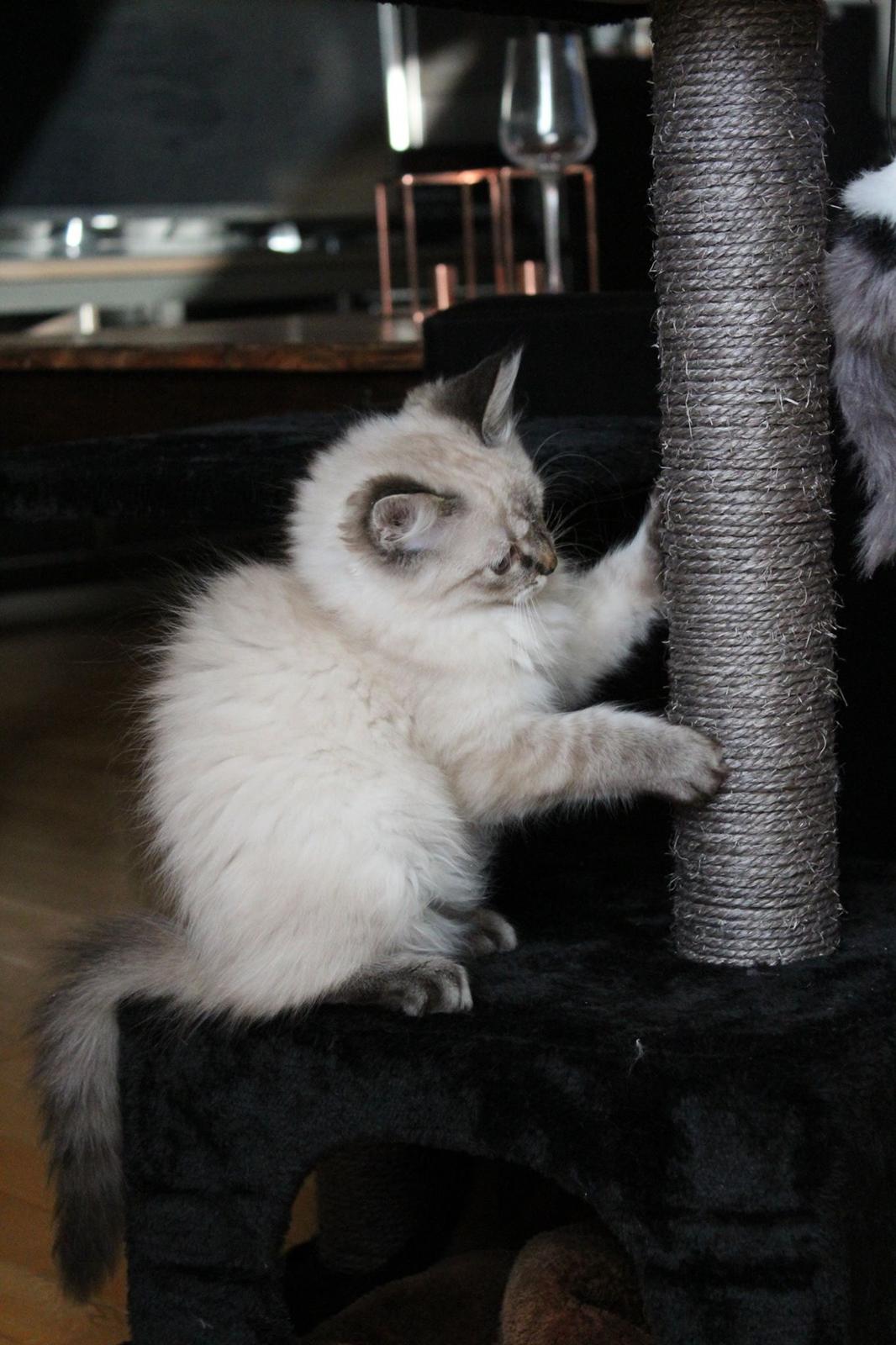 Ragdoll Toulouse billede 8