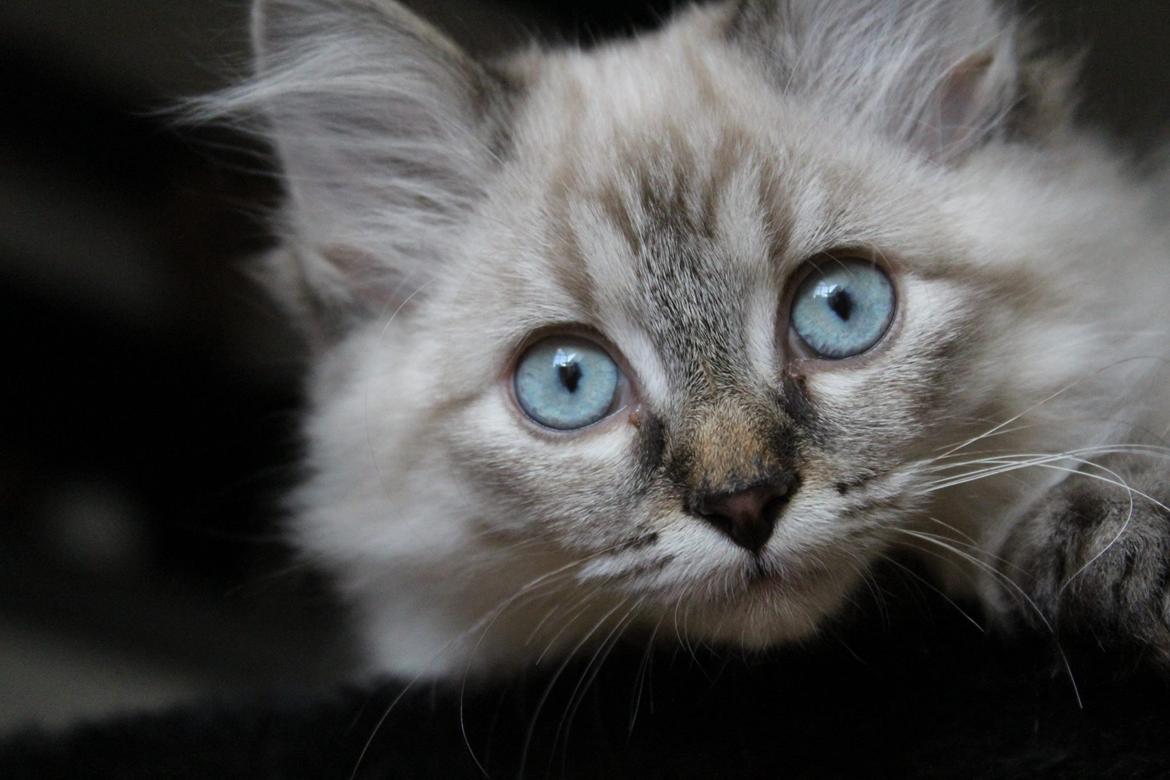 Ragdoll Toulouse billede 11