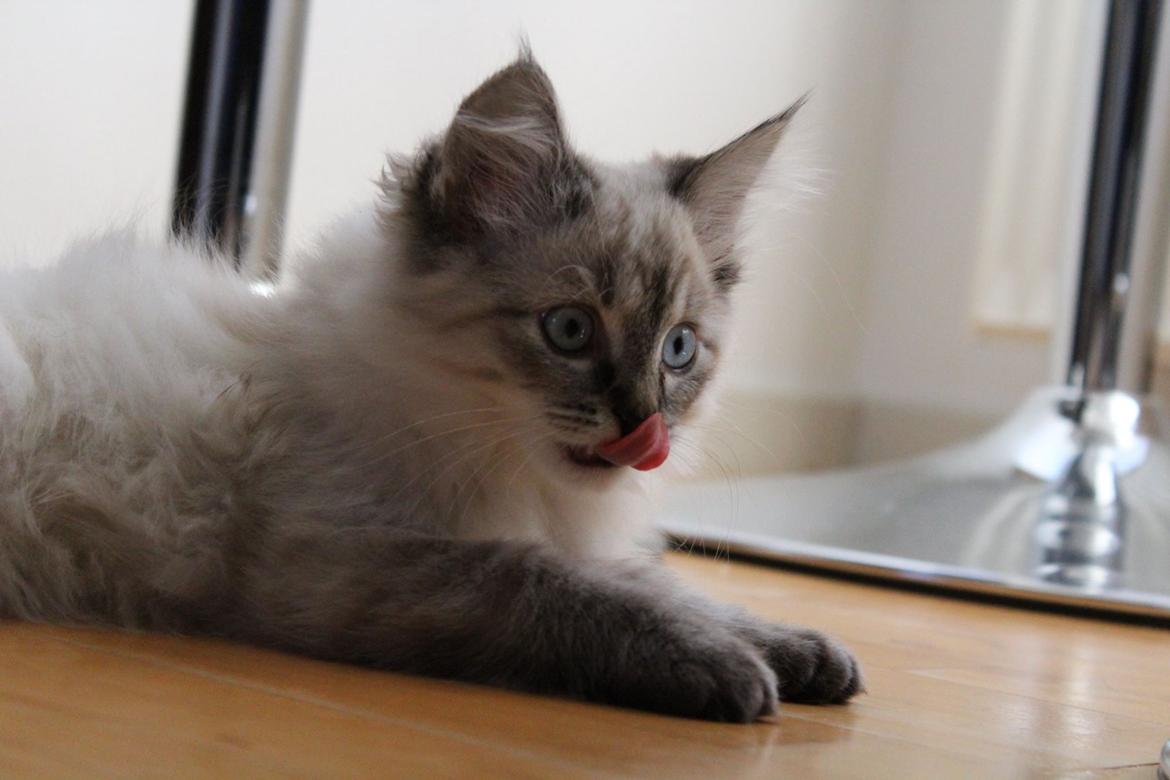 Ragdoll Toulouse billede 12