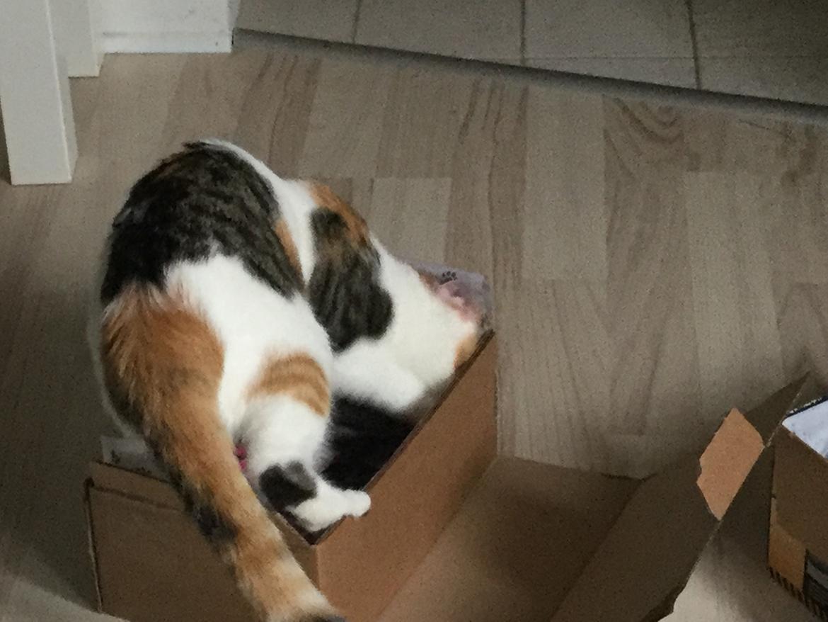 Huskat Daisy billede 11