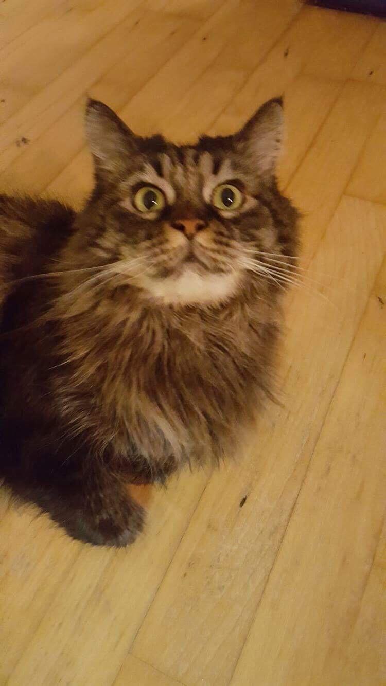 Blanding af racer Bumle billede 7