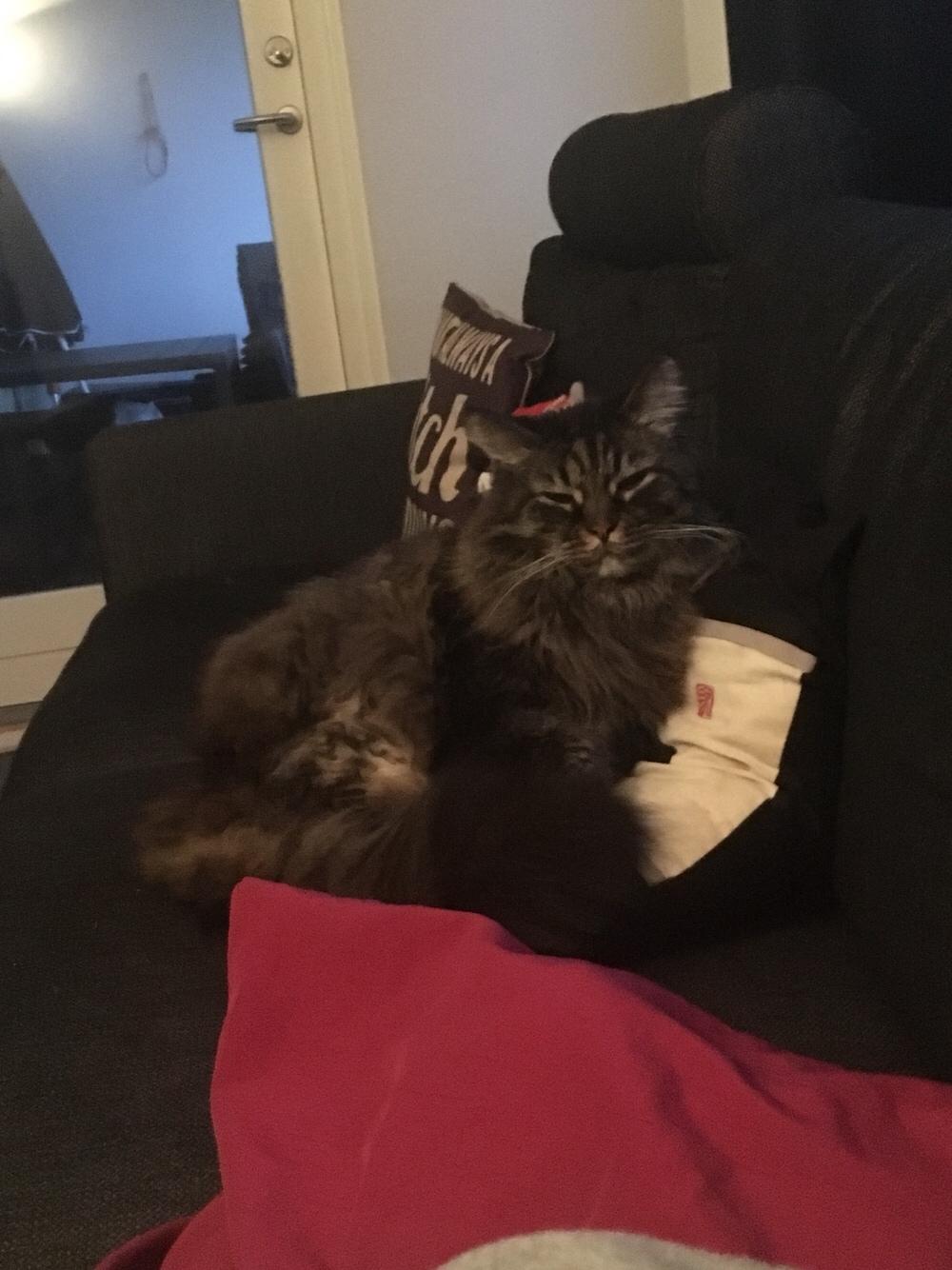 Blanding af racer Bumle billede 6