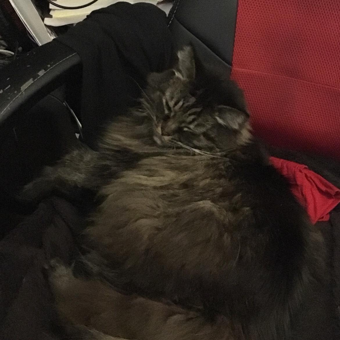 Blanding af racer Bumle billede 8