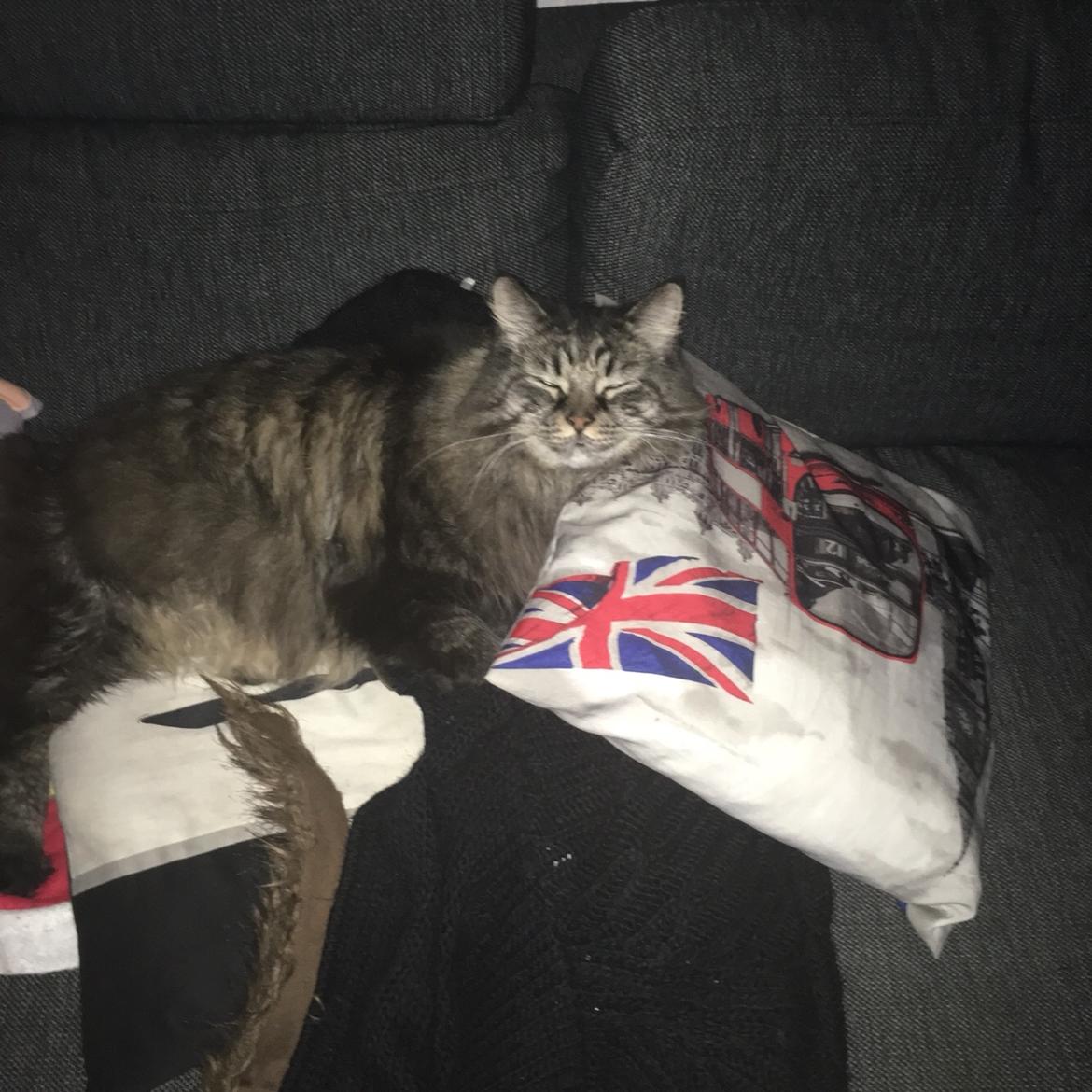 Blanding af racer Bumle billede 9