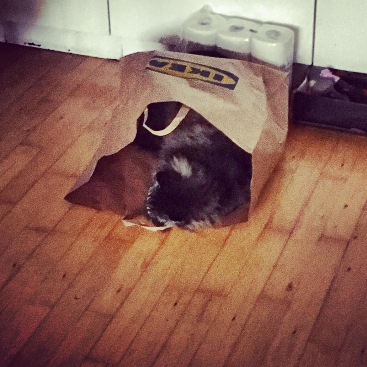 Blanding af racer Bumle billede 11