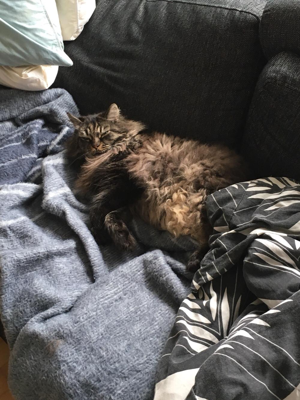 Blanding af racer Bumle billede 13