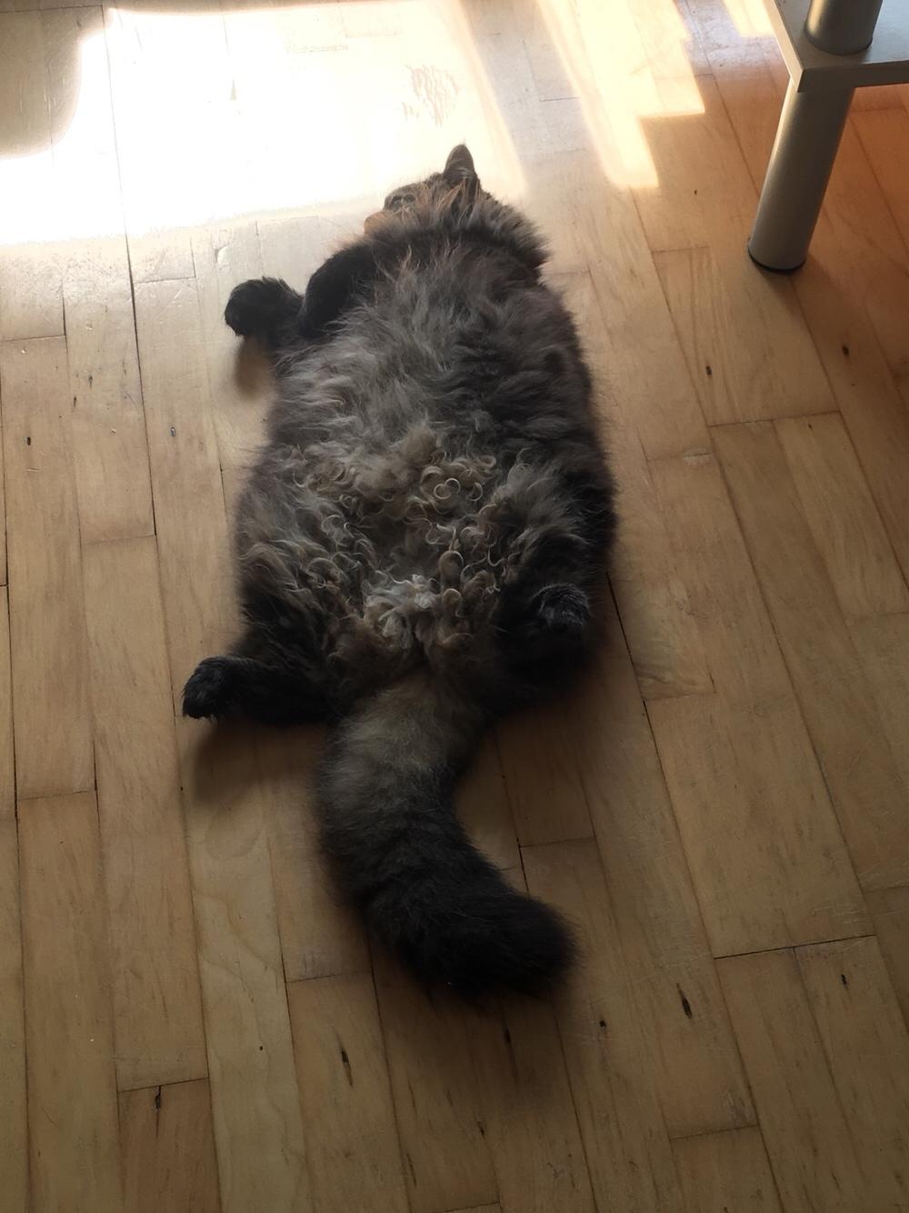 Blanding af racer Bumle billede 12