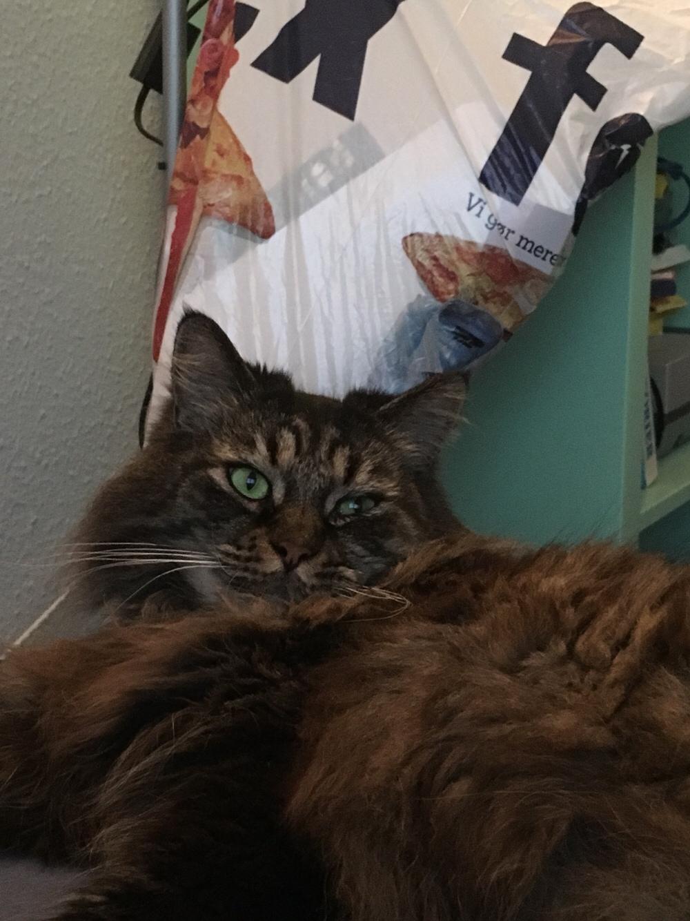 Blanding af racer Bumle billede 14