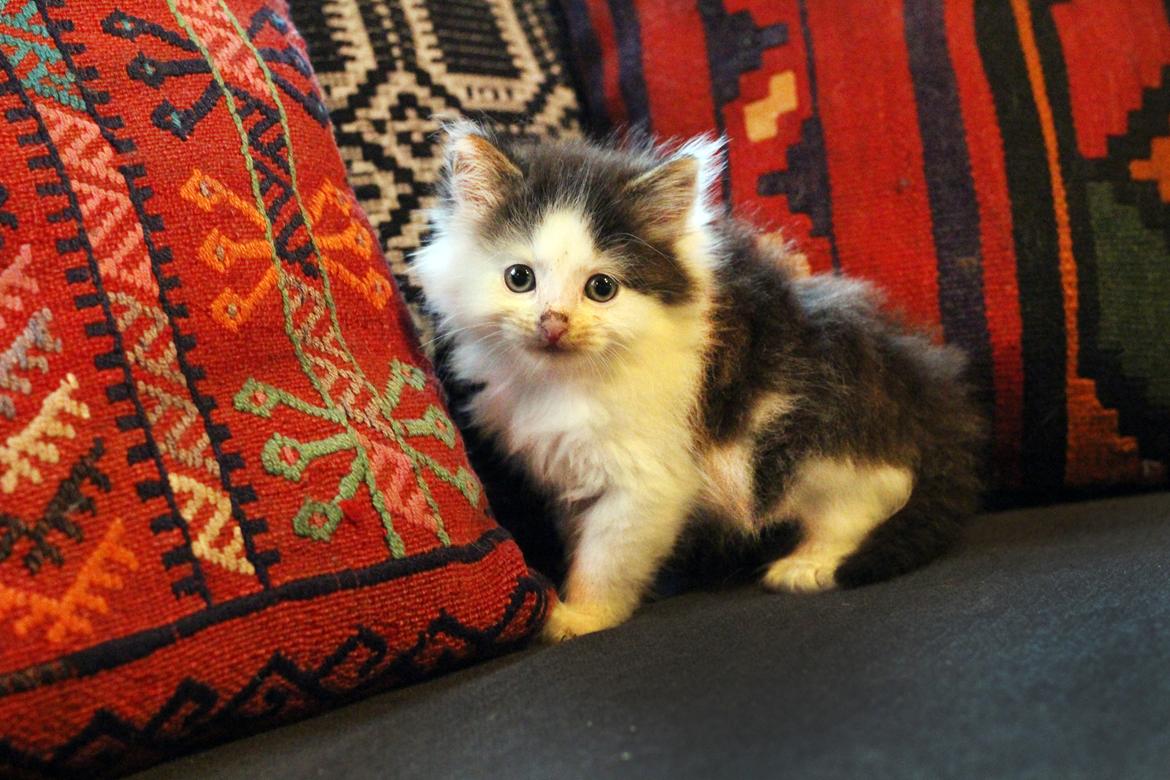 Blanding af racer Junior - Dejlige Junior, kun få uger gammel billede 1