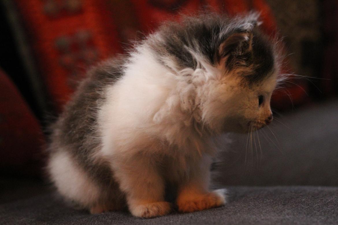 Blanding af racer Junior billede 2