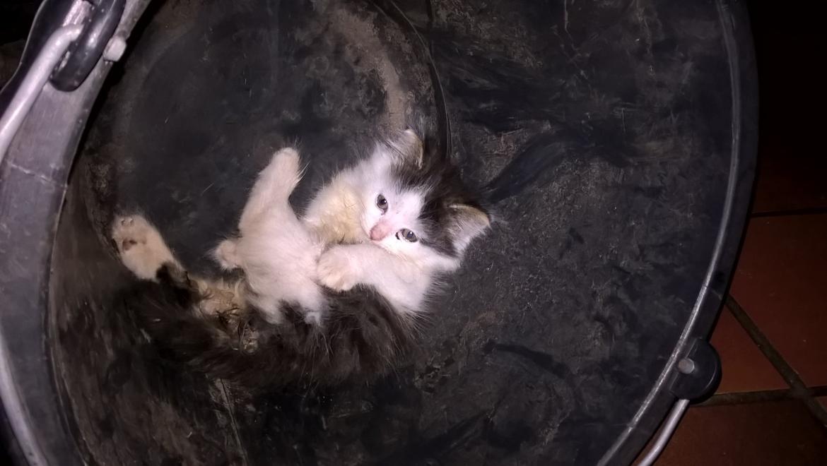 Blanding af racer Junior billede 4