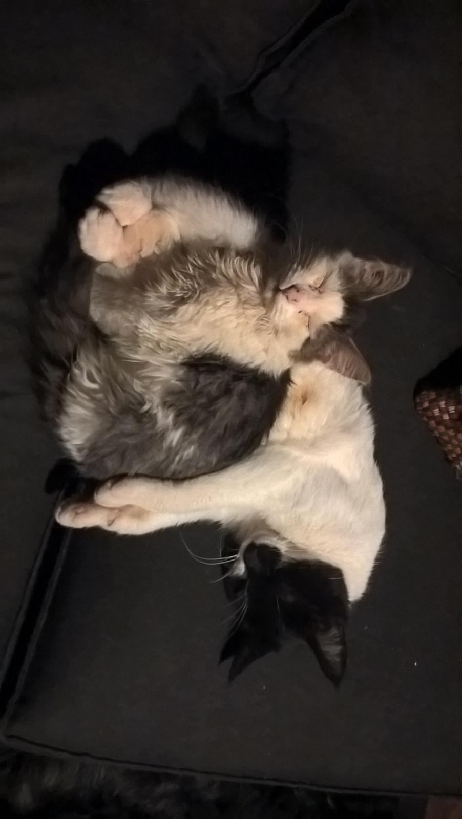 Blanding af racer Junior - Putter med mor billede 13