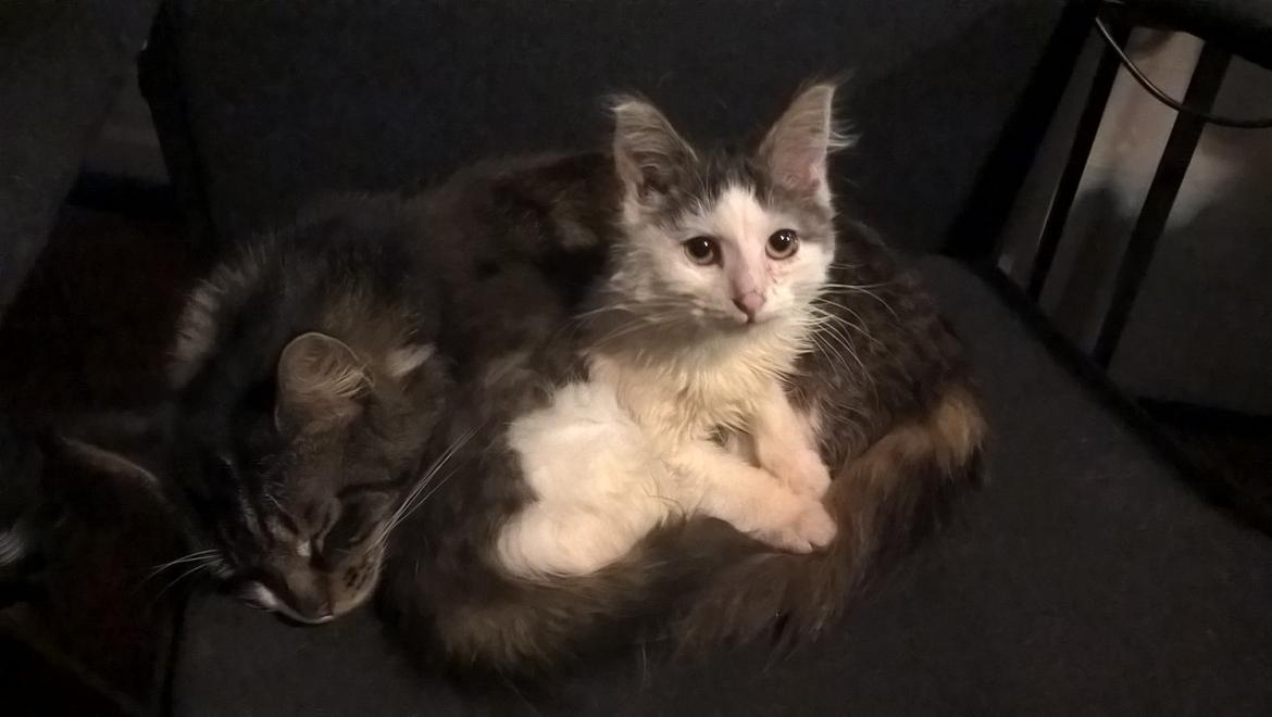 Blanding af racer Junior billede 10