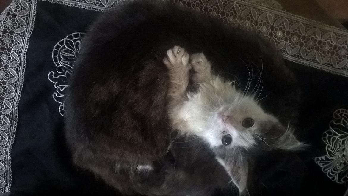 Blanding af racer Junior - Putter med far billede 9