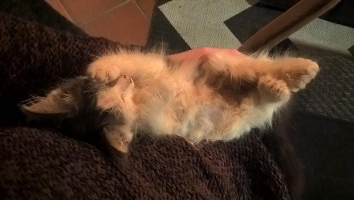 Blanding af racer Junior - En lille hyggefis billede 6