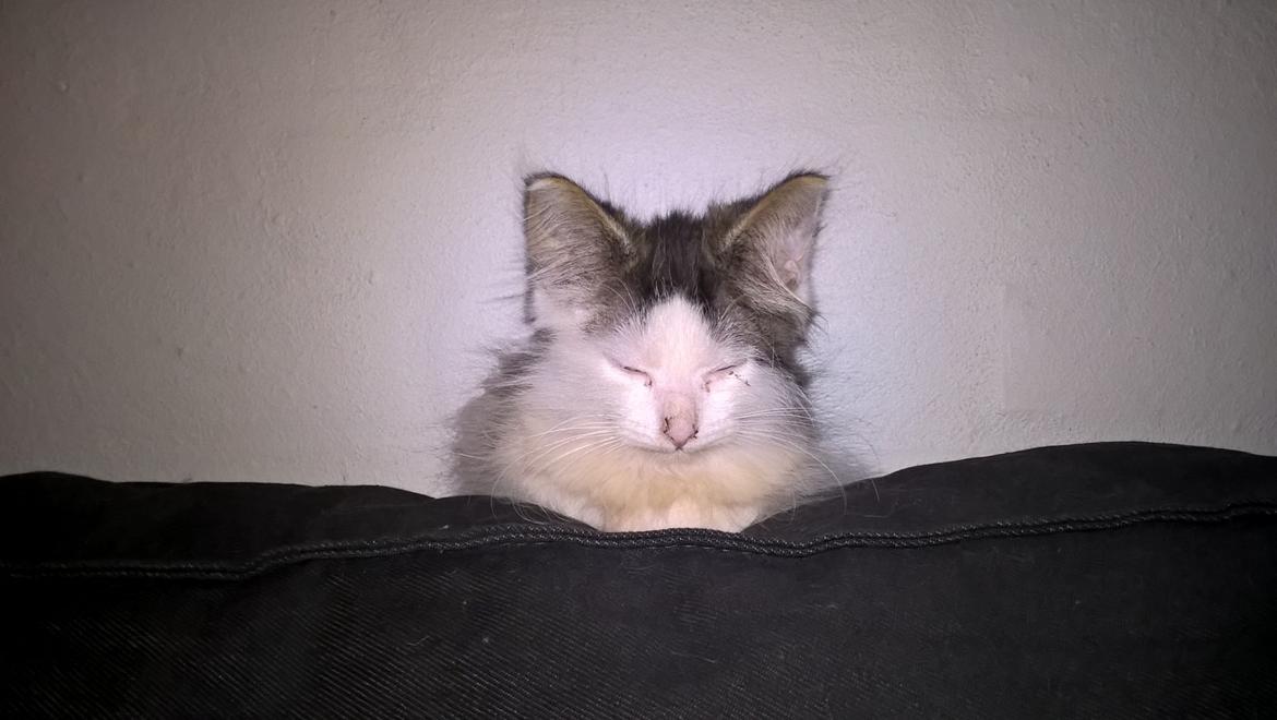 Blanding af racer Junior billede 8