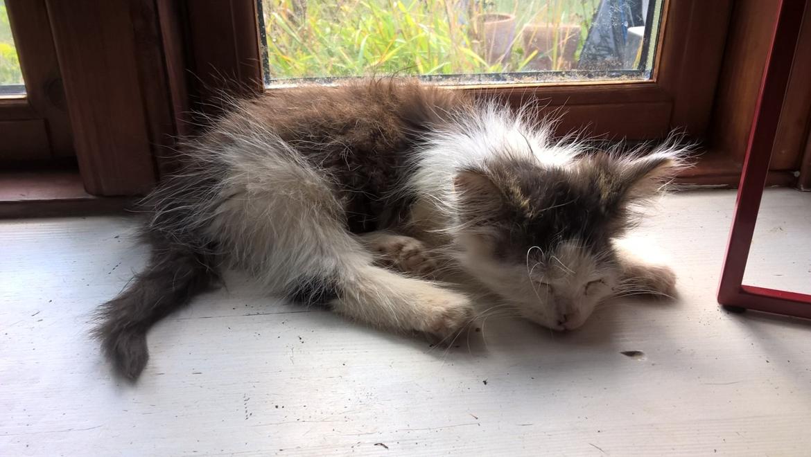 Blanding af racer Junior billede 7