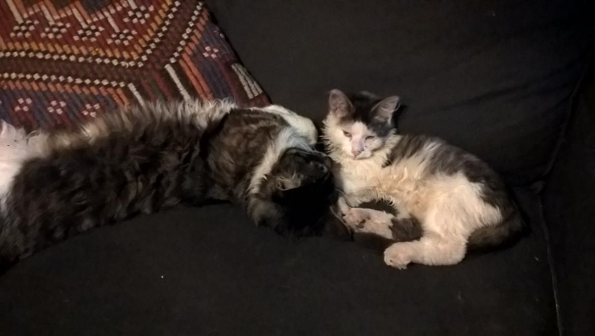 Blanding af racer Junior billede 12