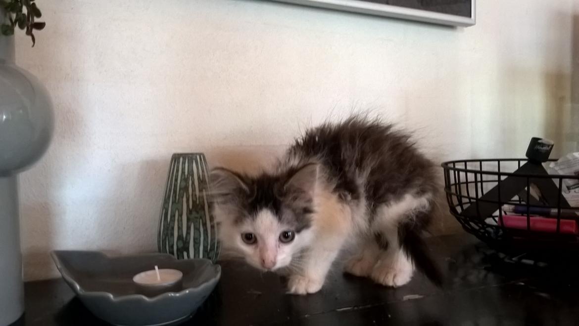 Blanding af racer Junior billede 5