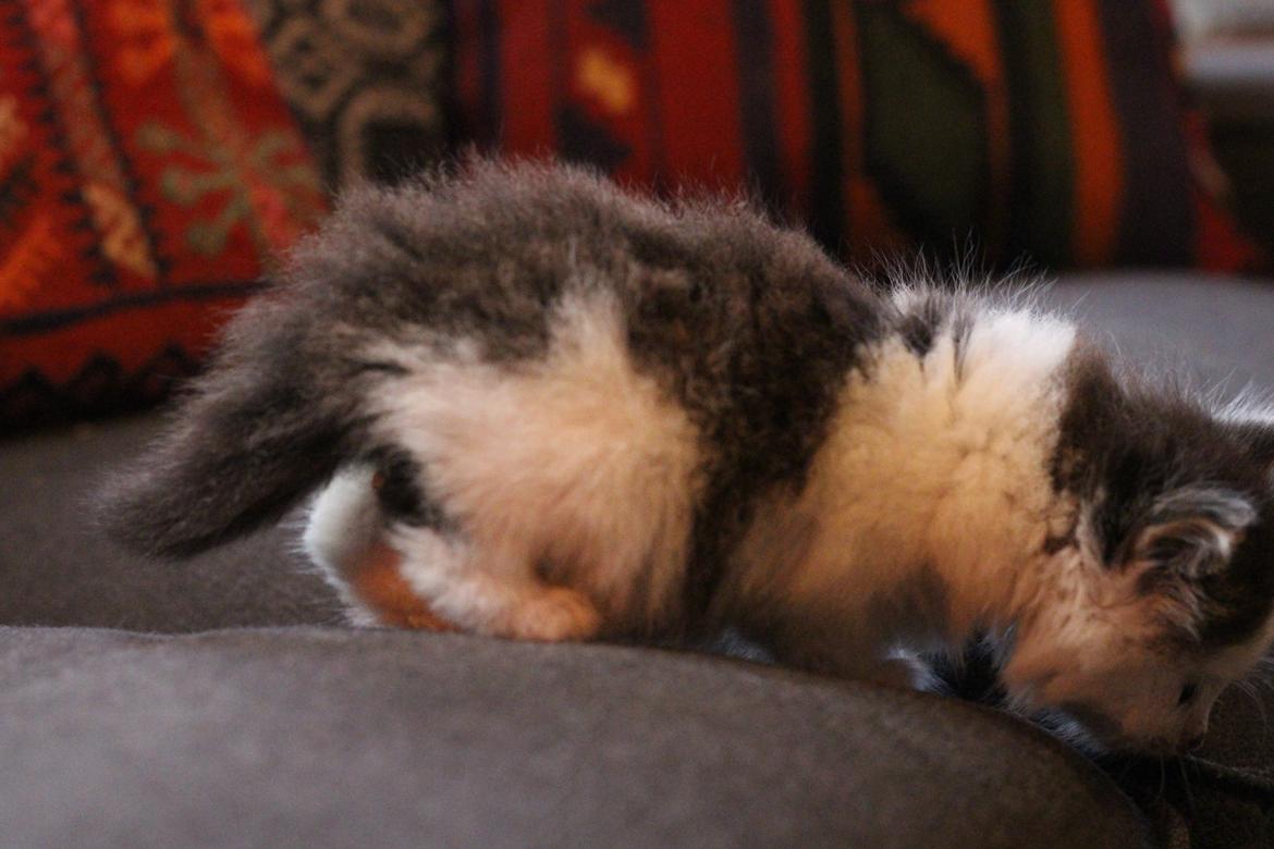 Blanding af racer Junior billede 3