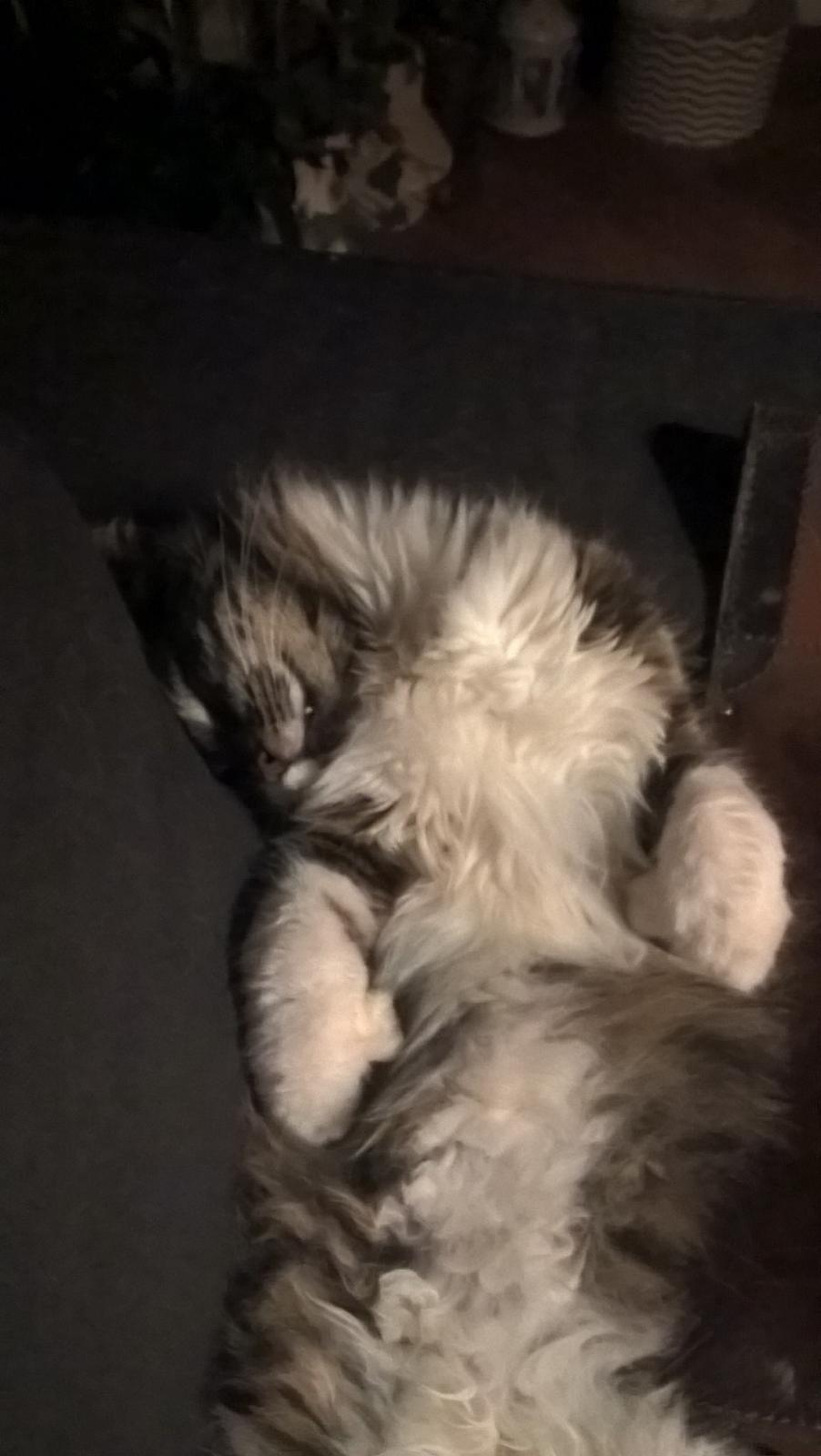 Blanding af racer Harley billede 3