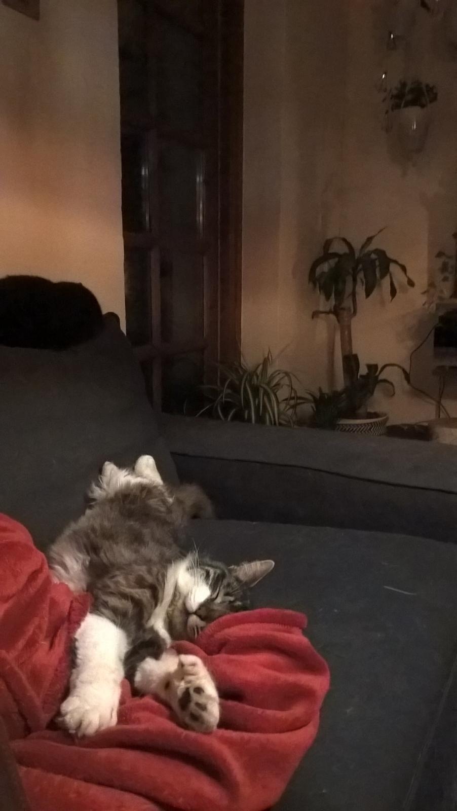 Blanding af racer Harley billede 2