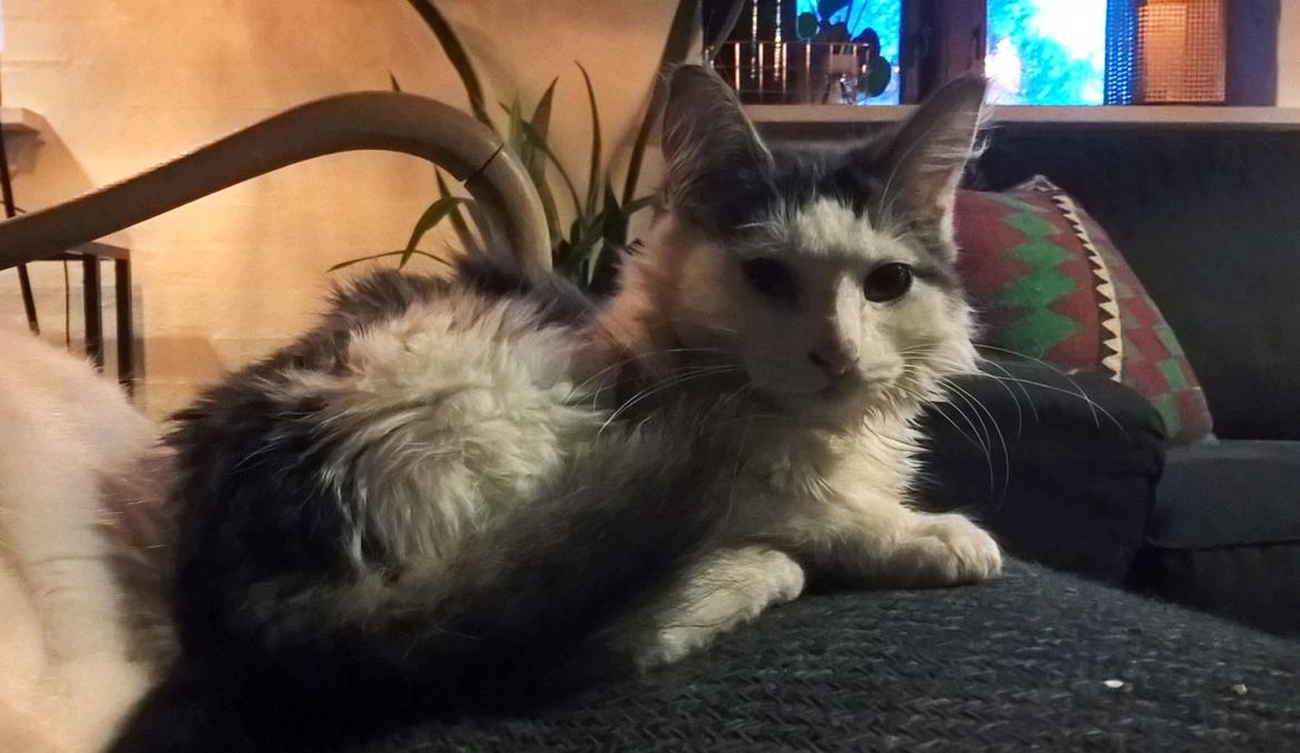 Blanding af racer Junior billede 11