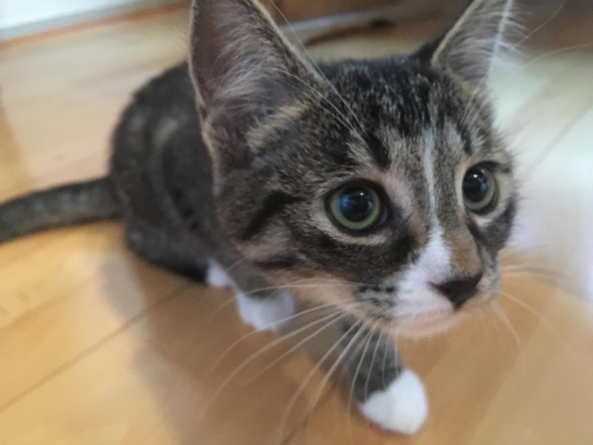 Blanding af racer Snuske billede 1