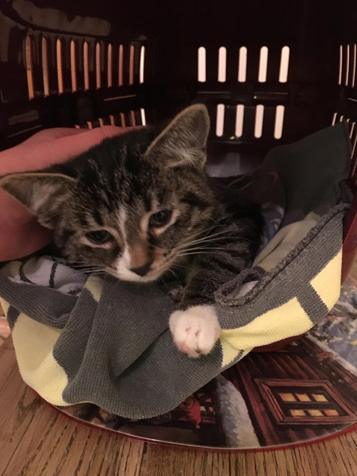 Blanding af racer Snuske billede 5