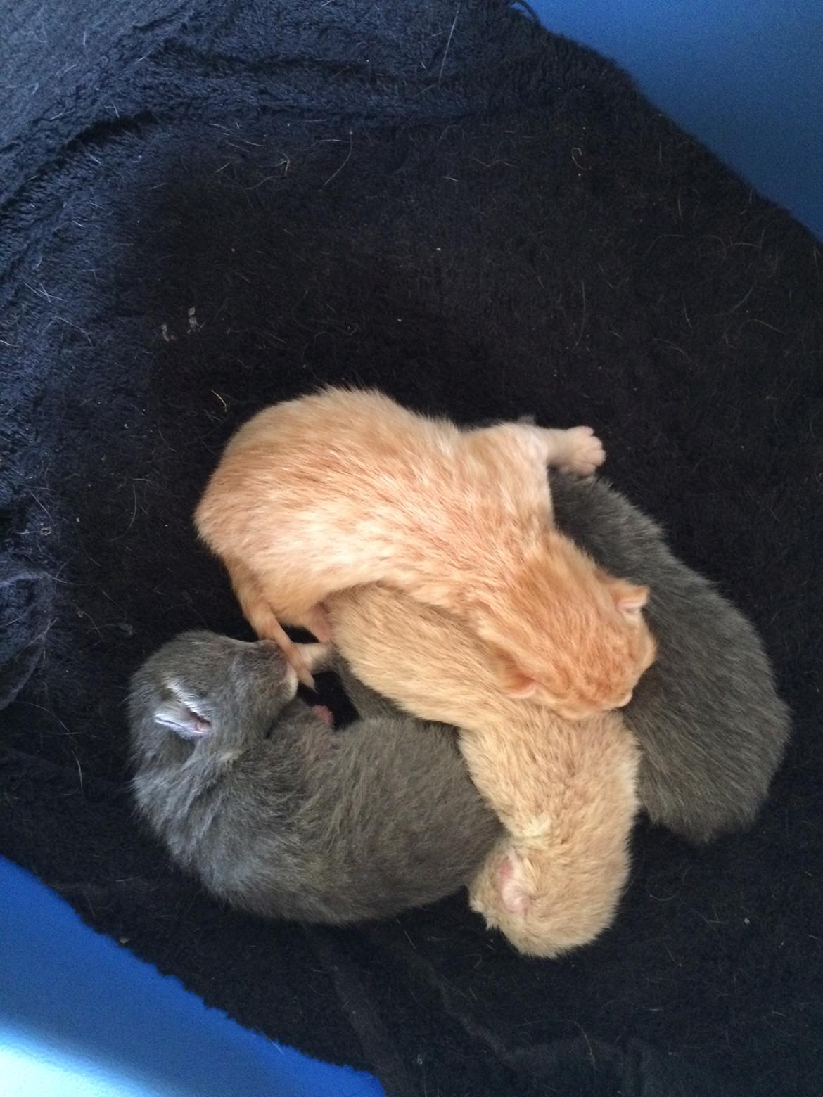 Blanding af racer Eigil  billede 1