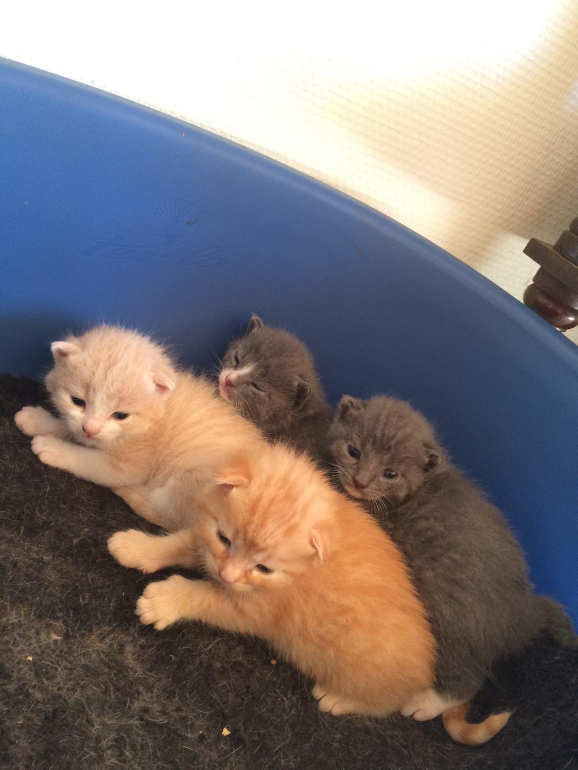 Blanding af racer Eigil  billede 2