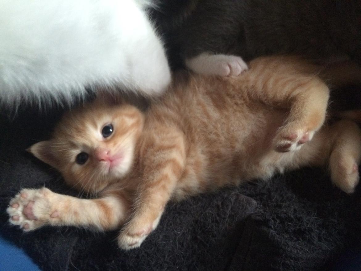 Blanding af racer Eigil  billede 3