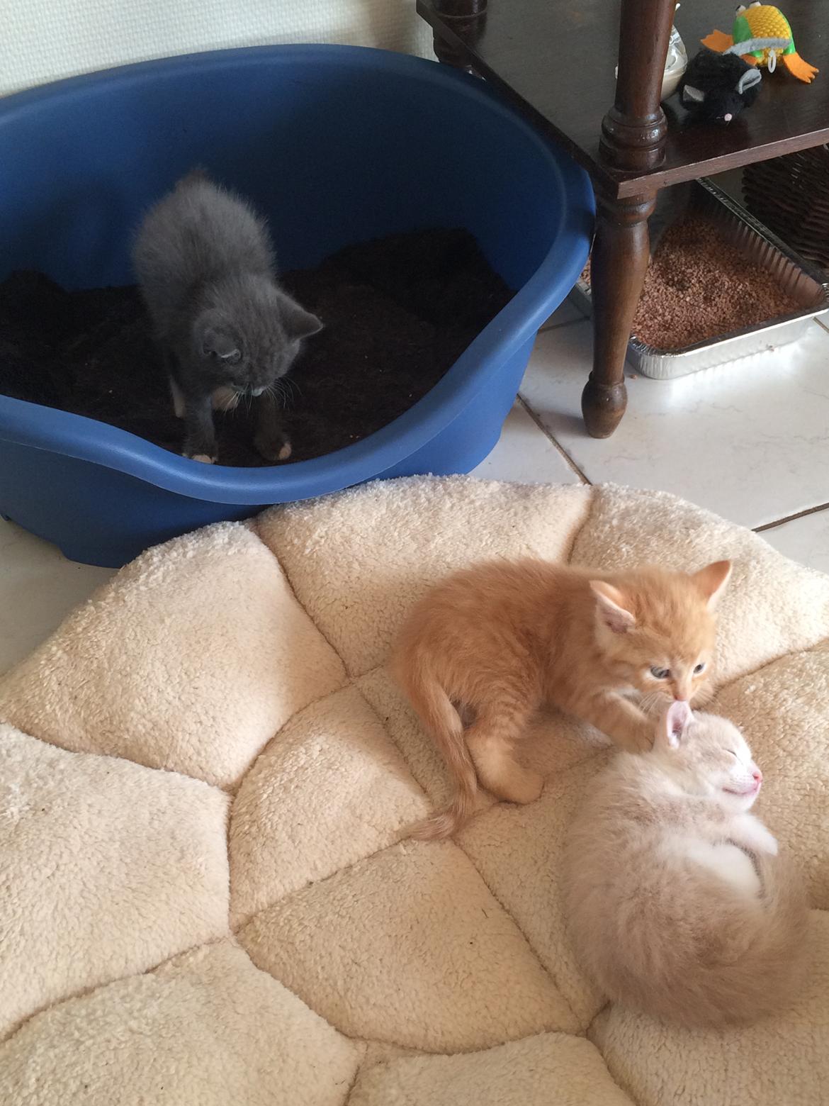 Blanding af racer Eigil  billede 4