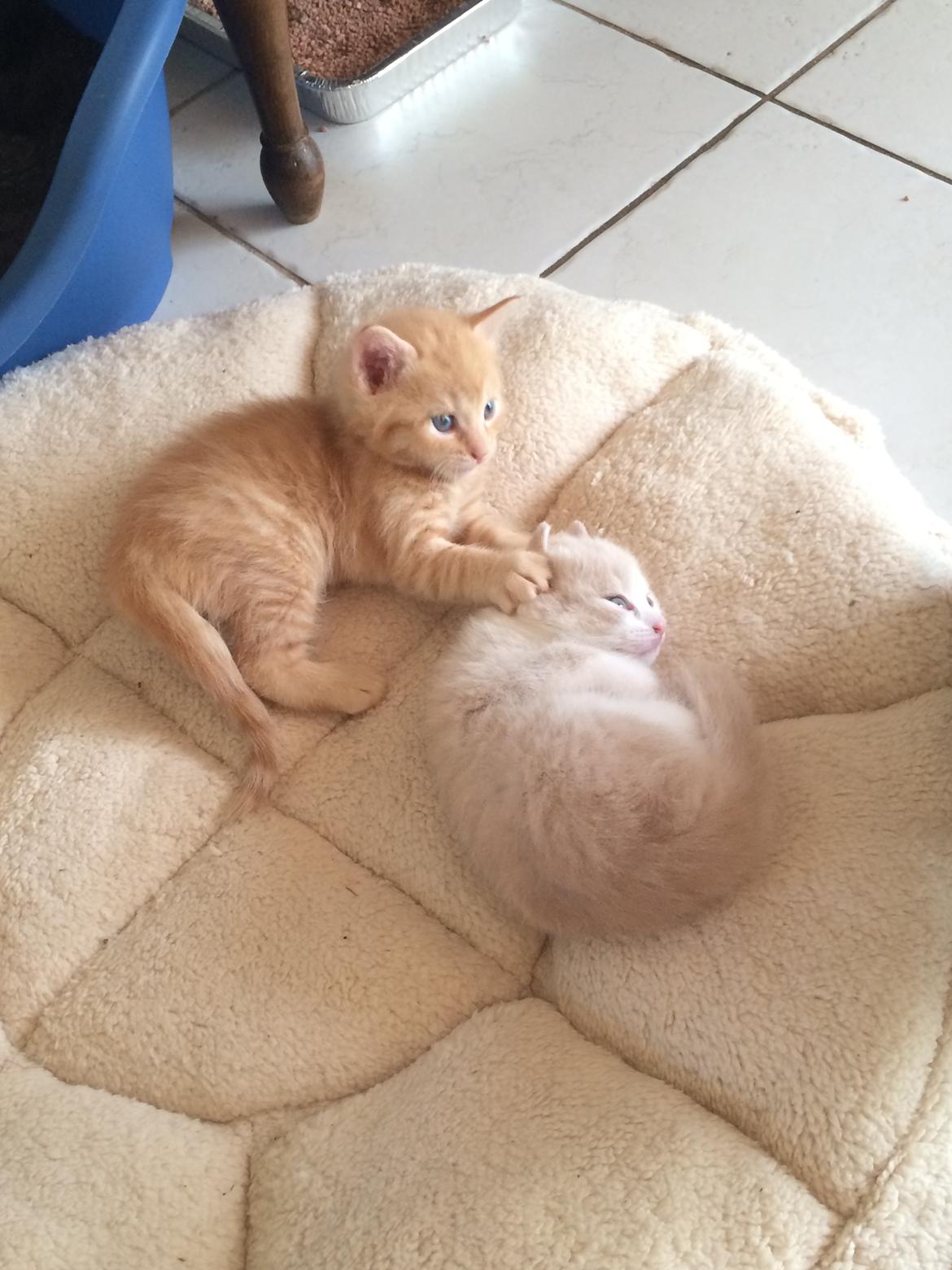 Blanding af racer Eigil  billede 5