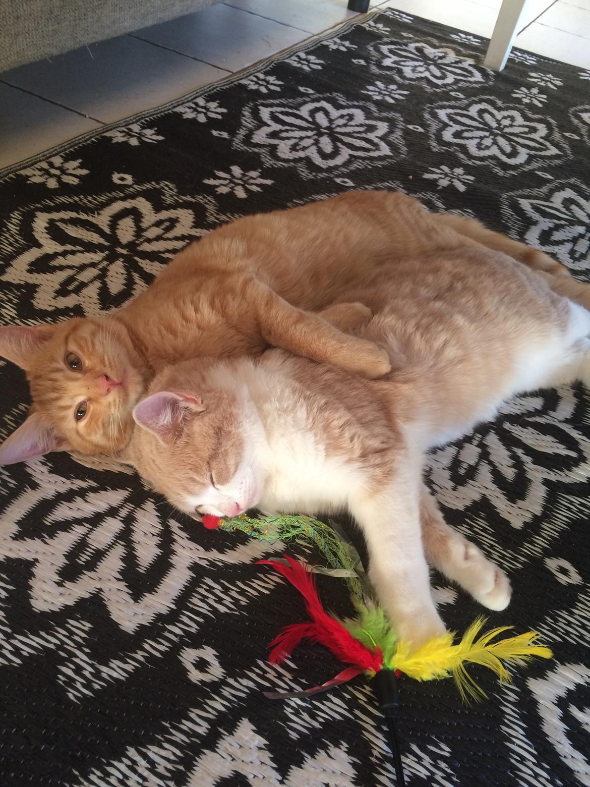 Blanding af racer Eigil  billede 9