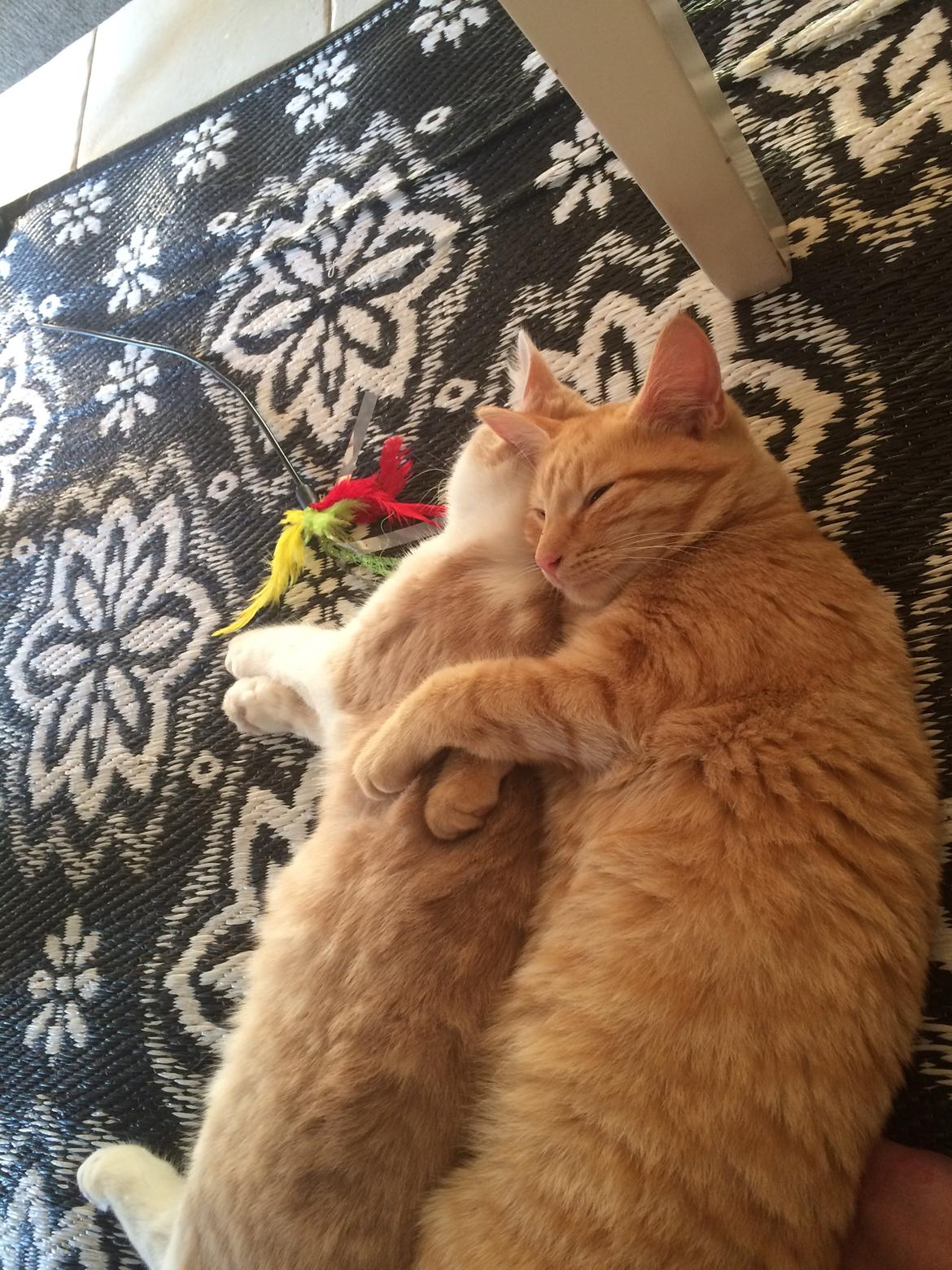 Blanding af racer Eigil  billede 6