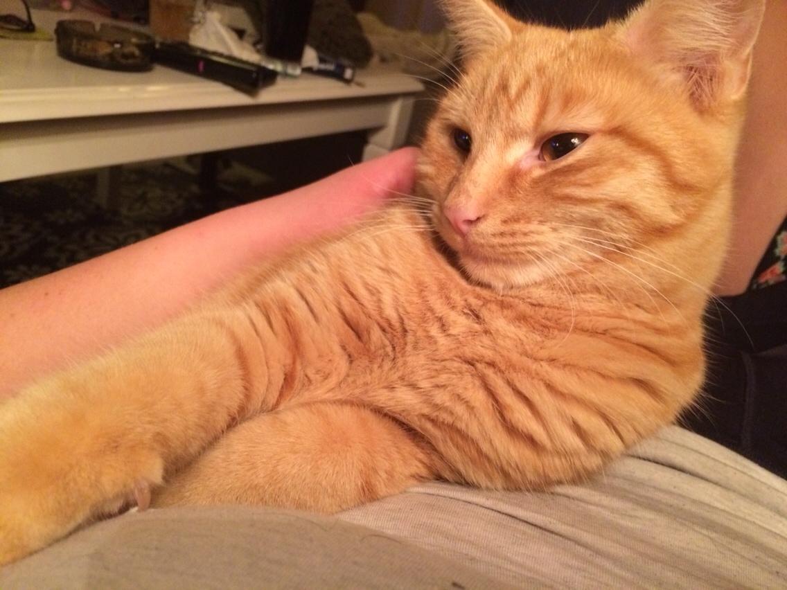 Blanding af racer Eigil  billede 8