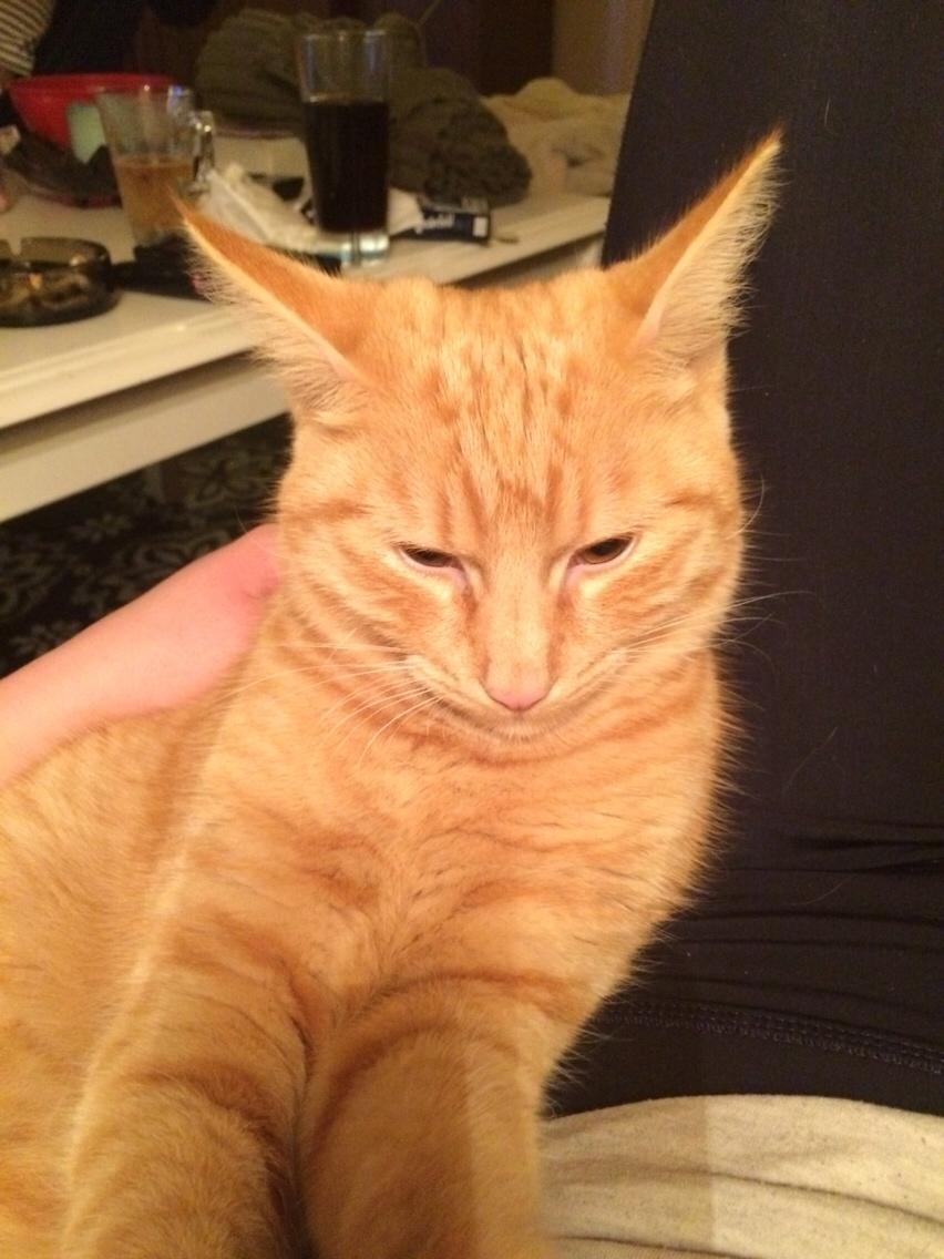 Blanding af racer Eigil  billede 7