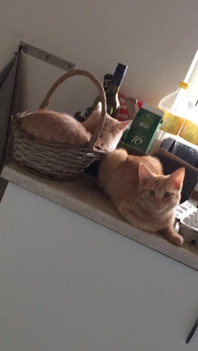 Blanding af racer Eigil  billede 10