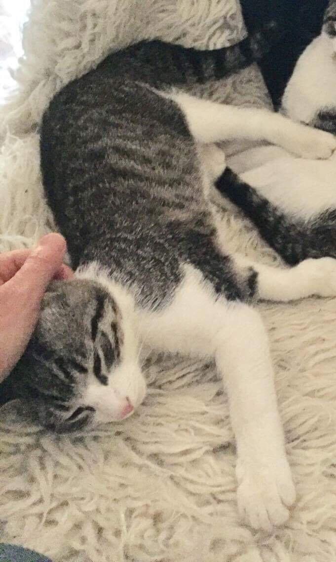 Huskat Villy billede 2