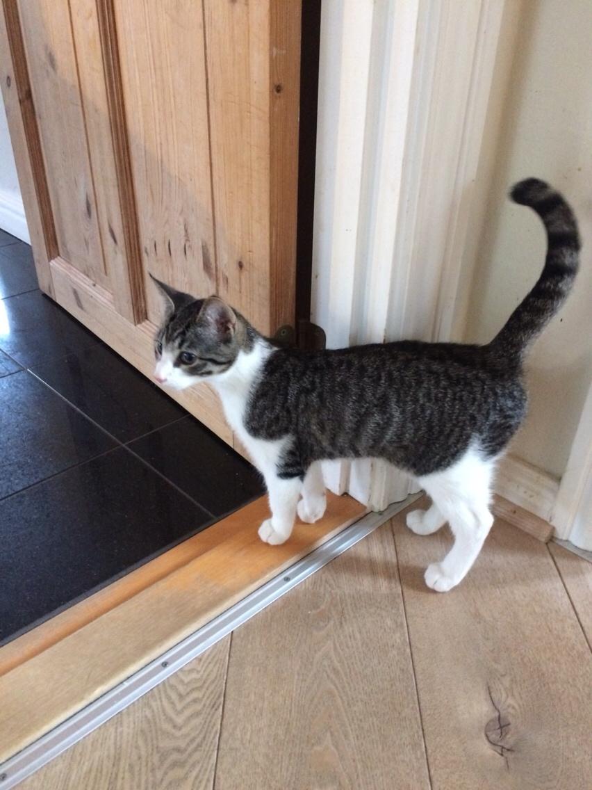 Huskat Villy billede 1