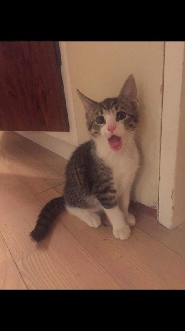 Huskat Villy billede 3